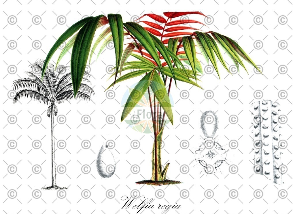 HistAbb_wfo-0000334190_1_ENZY_Simple | Historische Abbildung von Welfia regia - Arecaceae | Historical Illustration of Welfia regia - Arecaceae