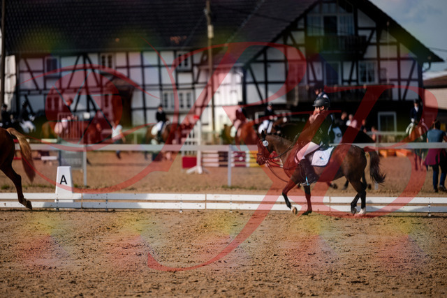 2026_10_03_Siefer-Hof_122123_Z63_44856741 | Professionelle Reitsport-, Turnier- und Eventfotografie von Robert Broda. Galerien mit ausgewählten und bearbeiteten Bildern direkt online ansehen und bestellen.