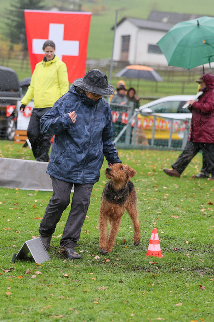 2025_Rally_Obedience_SM-222 | Ich fotografiere Hundeausstellungen, Sportanlässe, Zuchtstätten, Hundezucht, Hundeportrait, Lagotto - Realisiert mit Pictrs.com