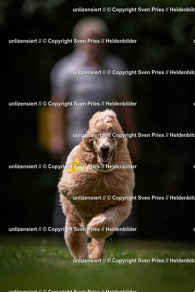 Sven Pries | 19. Allgemeines Hunderennen Karlsruhe Durlach - Realisiert mit Pictrs.com