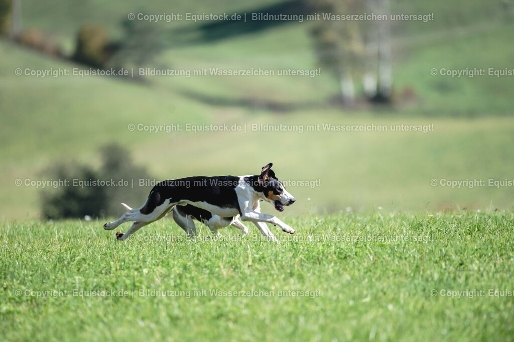 20251011_Jagd-Marbach_0385 | Foto: Thomas Hartig