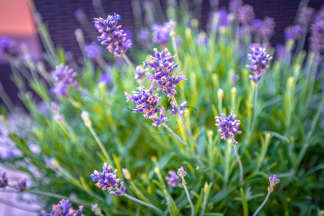 blühender Lavendel | Lavendel (Lavandula angustifolia) im Pflanzkübel auf der Terrasse im Sommer, Jena, Thüringen, Deutschland - Realisiert mit Pictrs.com