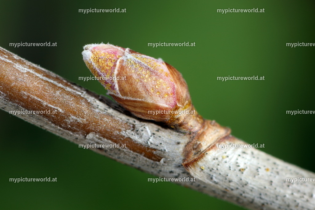 Schwarze Johannisbeere-004 | Das Bilderarchiv über Tiere, Planzen und Landschaften. In der Bilddatenbank finden Sie ein große Auswahl an hochwertigen Bilder für Ihre Werbung - Realisiert mit Pictrs.com