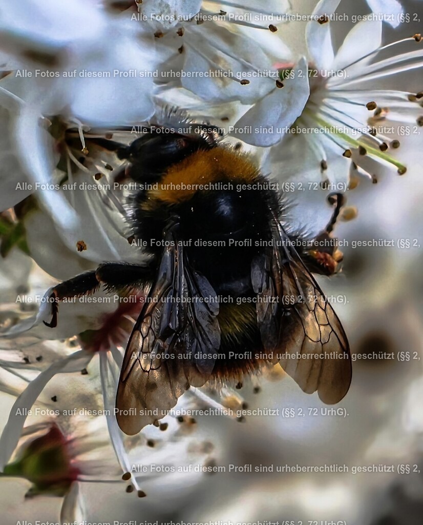 20240326153002_0C4A4245_3-01_3 | krollfotografie - Realisiert mit Pictrs.com