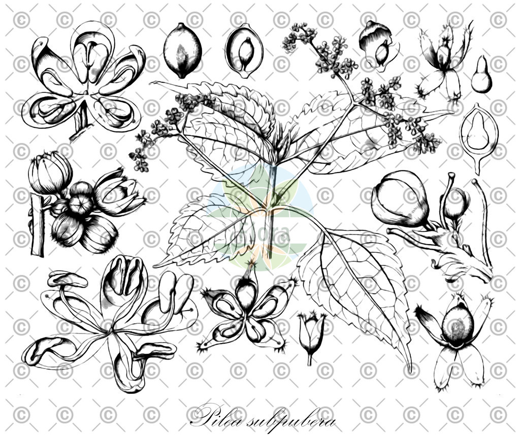 HistAbb_wfo-0000396772_1_ENZY_Simple | Historische Abbildung von Pilea subpubera - Urticaceae | Historical Illustration of Pilea subpubera - Urticaceae