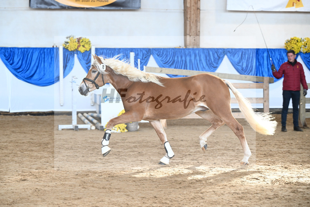 Kat-Nr. 8 Angelo Mio v. Amore Mio_Brielmeier_48250218 | hf-fotografie - Realisiert mit Pictrs.com