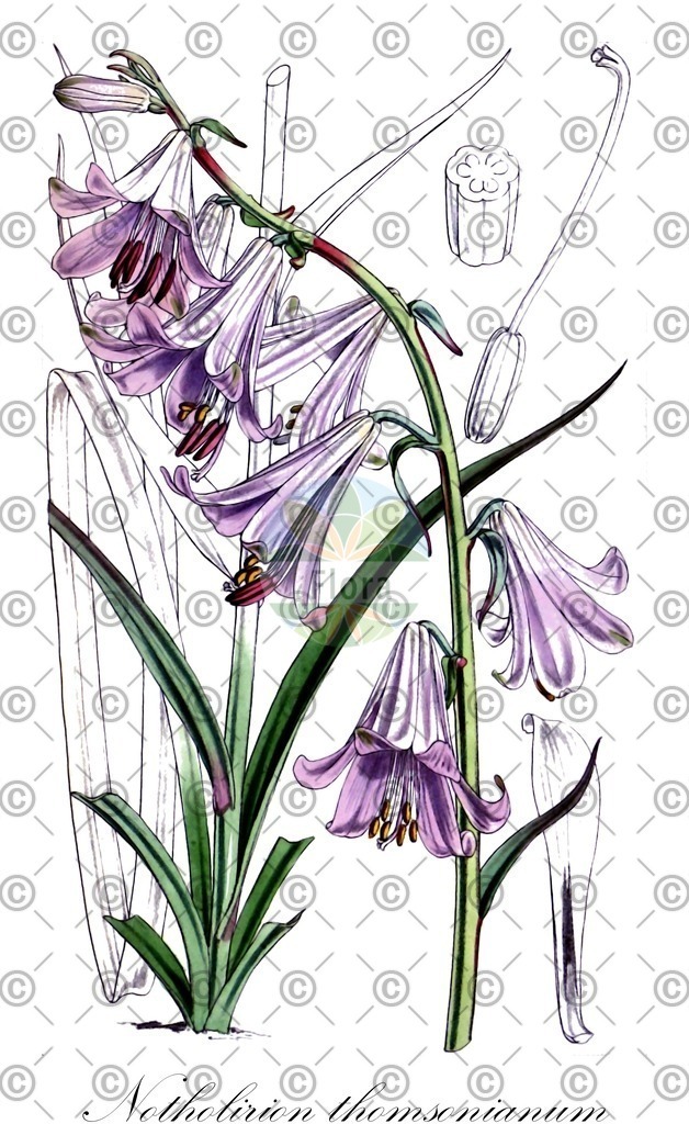 HistAbb_wfo-0000379591_1_ENZY_Simple | Historische Abbildung von Notholirion thomsonianum - Liliaceae | Historical Illustration of Notholirion thomsonianum - Liliaceae