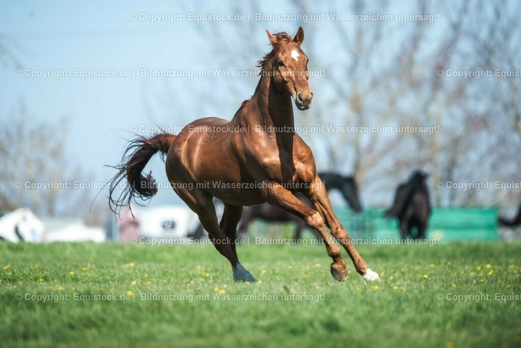 20210426_Pferd-auf-Koppel_0035 | equistock