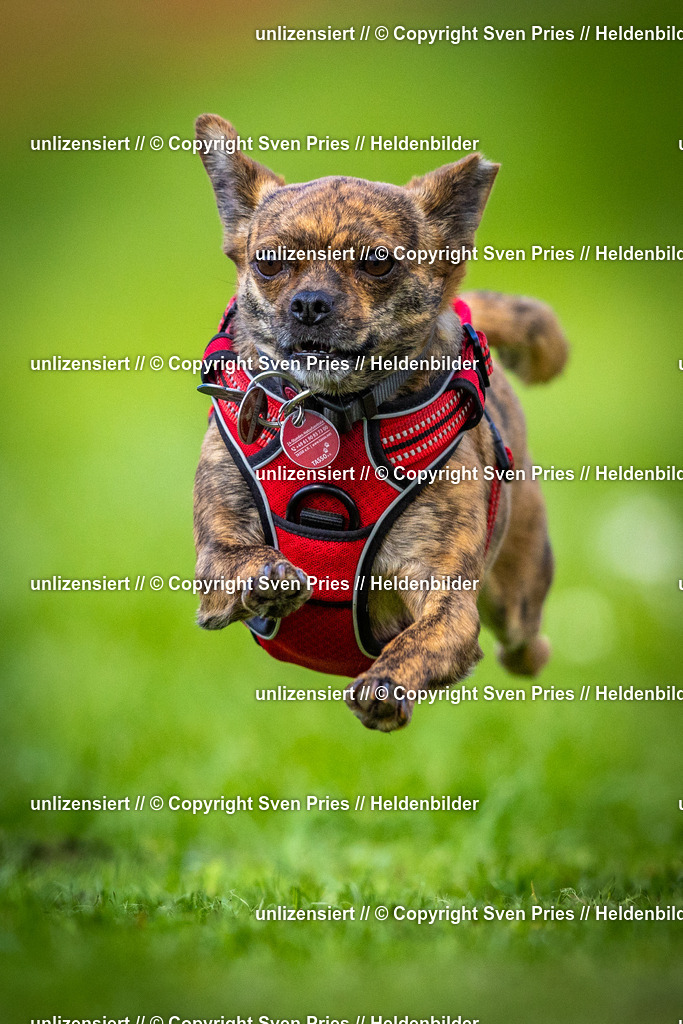 Sven Pries | 2025-04-13 - Hunderennen Baden-Baden - Realisiert mit Pictrs.com