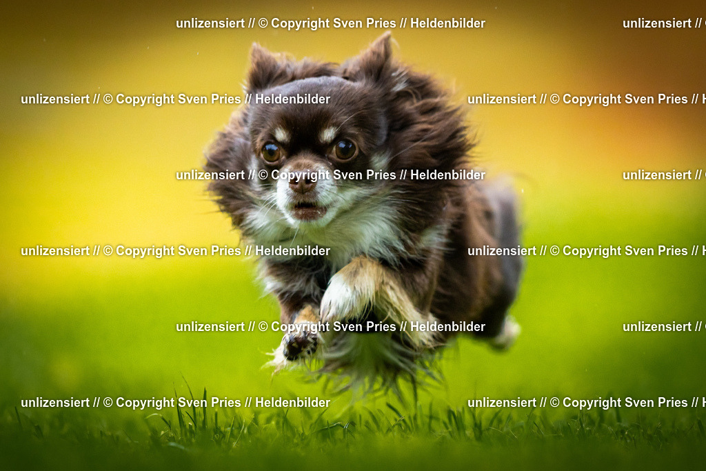 Sven Pries | 2025-09-21 - Hunderennen Baden-Oos - Realisiert mit Pictrs.com