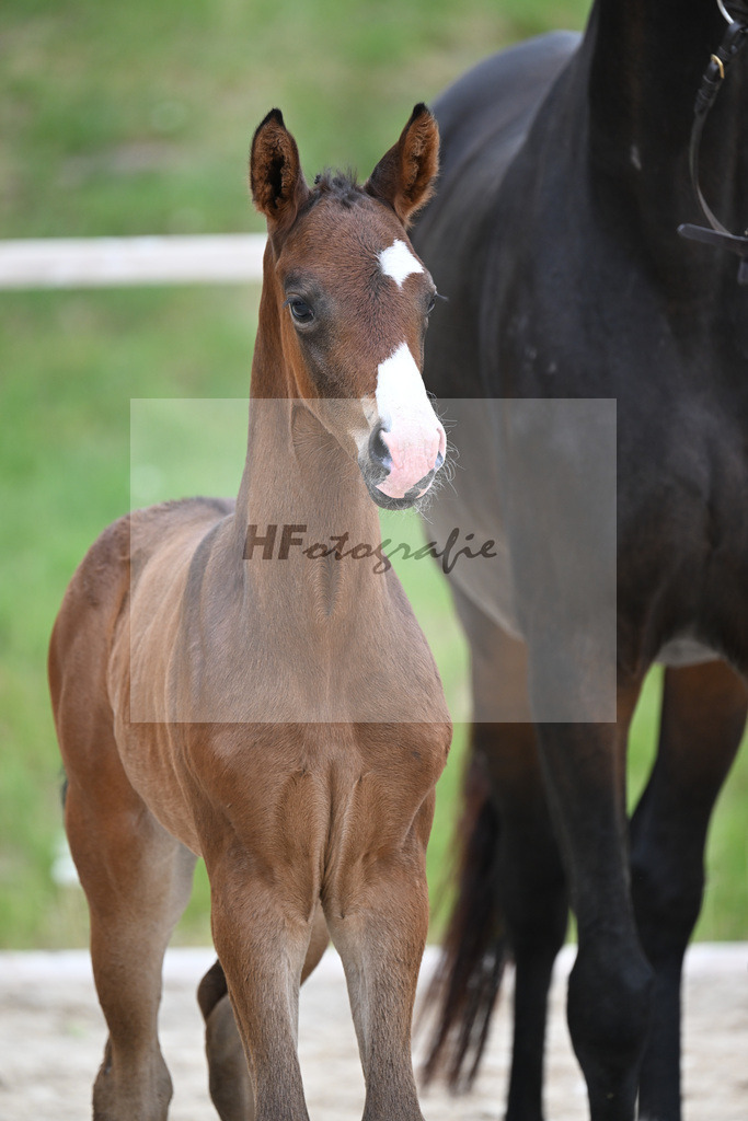 Kat-Nr. 28 SF Donkey Boss x Benetton Dream_Lechl_24260561 | hf-fotografie - Realisiert mit Pictrs.com
