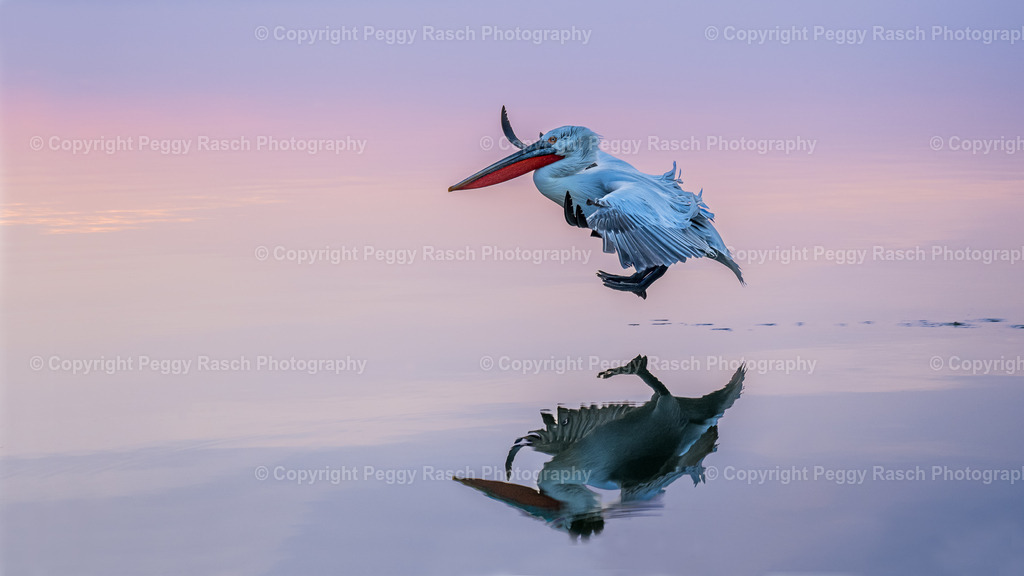 Pelikane (4) | PeggyRaschPhotography - Realisiert mit Pictrs.com