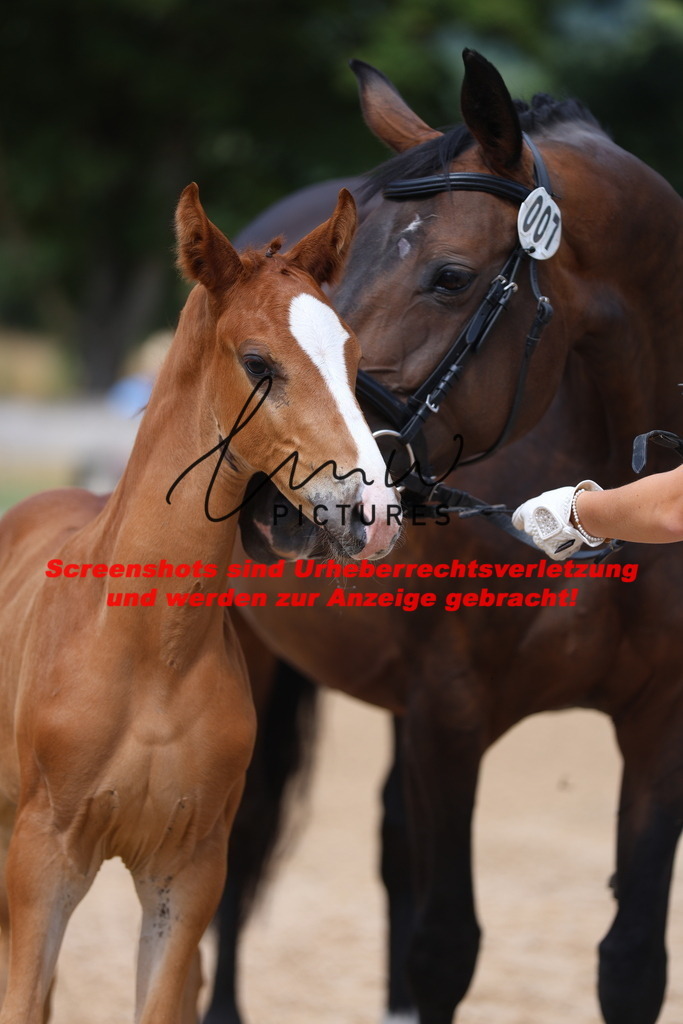 Fohlenschau_Schwäbisch_Hall_dressurbetonte_Fohlen_KN 7_4 | lmwpictures - Realisiert mit Pictrs.com