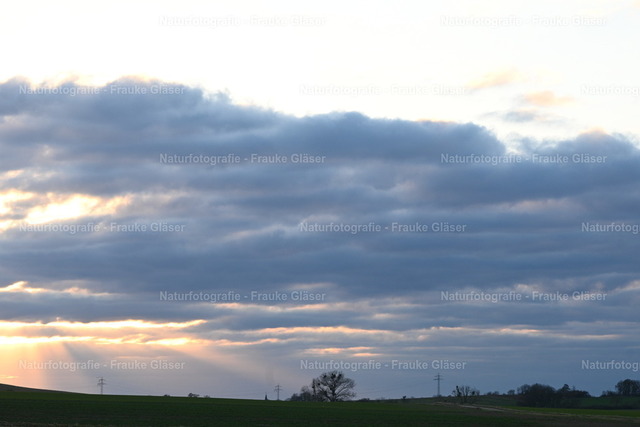 Abendlicht in Bornum | Naturfotografie Frauke Gläser - Realisiert mit Pictrs.com