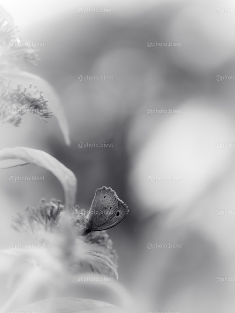 IMGC8251 | photobiest - Realisiert mit Pictrs.com