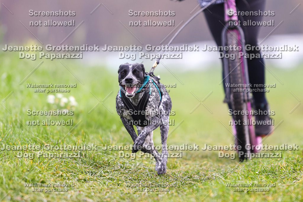 Dog Paparazzi - Visbeck 25 -311 | Dog Paparazzi Jeanette Grottendiek Fotografie & Videografie - Realisiert mit Pictrs.com