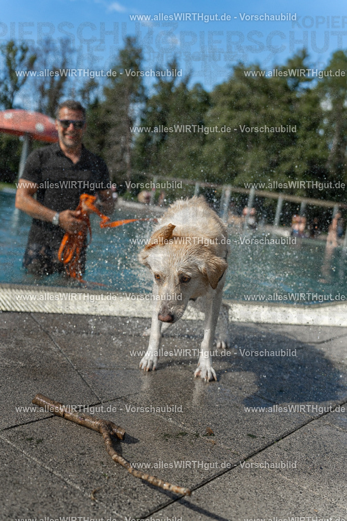 Hundeschwimmen_Volksbad_2026-allesWIRTHgut_Tierfotografie-2609061544-7R501773 | Professionelle Tierfotografie in Mönchengladbach von Daniel Wirth (allesWIRTHgut). Liebevolle & natürliche Bilder von Hunden & Katzen für unvergessliche Erinnerungen.