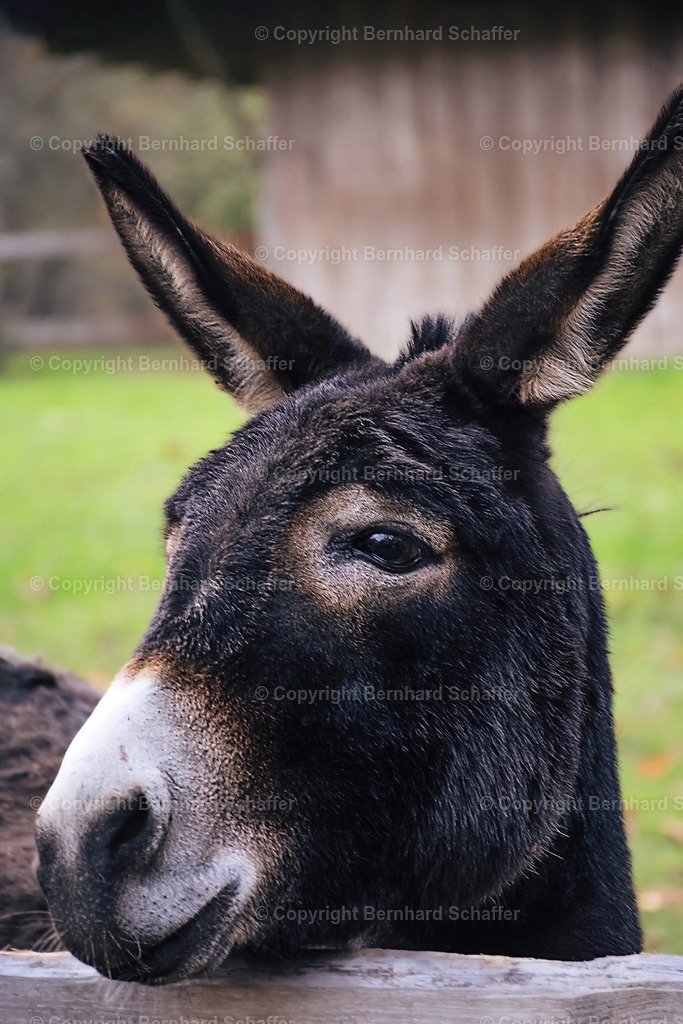 Esel am Gatter | Der Kopf eines Esels, der an einem Gatter auf einer Wiese steht. - Realisiert mit Pictrs.com