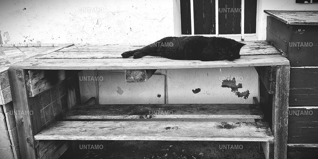 SchwarzeKatzeaufHolzSW | untamo - Realisiert mit Pictrs.com