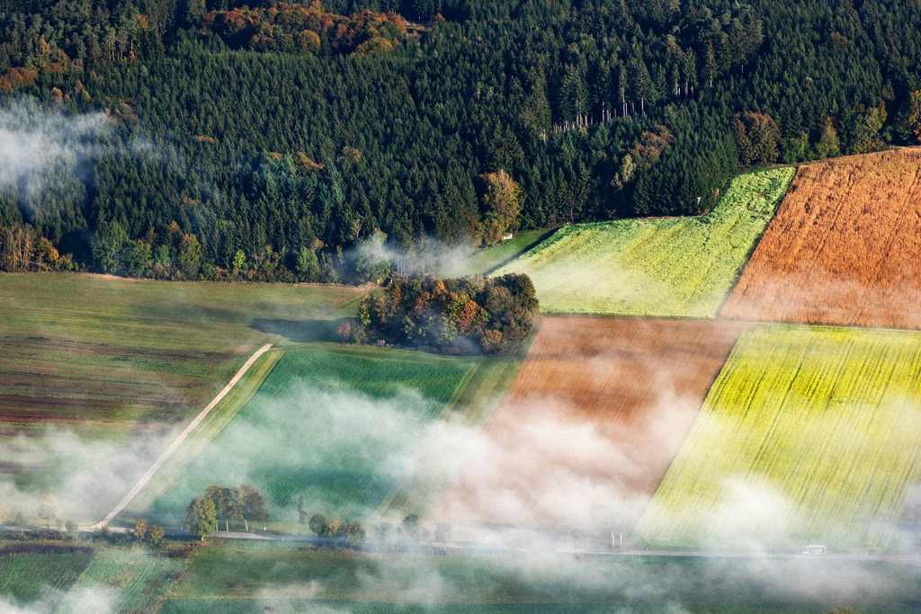 dr__0038589.jpg | PöTTMES 23.10.2023 Gelb - grün Kontrast blühender Raps- Blüten auf Feld- Streifen in Pöttmes im Bundesland Bayern, Deutschland.