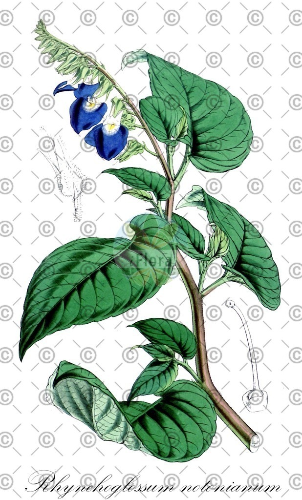 HistAbb_wfo-0000404381_1_ENZY_Simple | Historische Abbildung von Rhynchoglossum notonianum - Gesneriaceae | Historical Illustration of Rhynchoglossum notonianum - Gesneriaceae