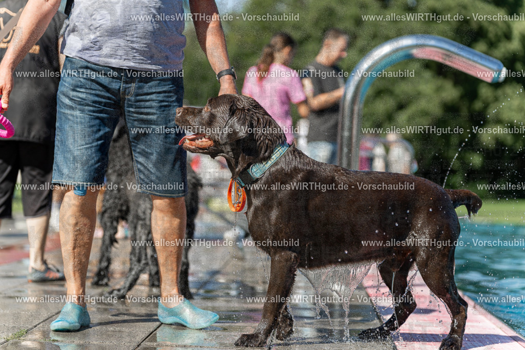 Hundeschwimmen_Volksbad_2026-allesWIRTHgut_Tierfotografie-2609061156-110639-7R509982 | Professionelle Tierfotografie in Mönchengladbach von Daniel Wirth (allesWIRTHgut). Liebevolle & natürliche Bilder von Hunden & Katzen für unvergessliche Erinnerungen.