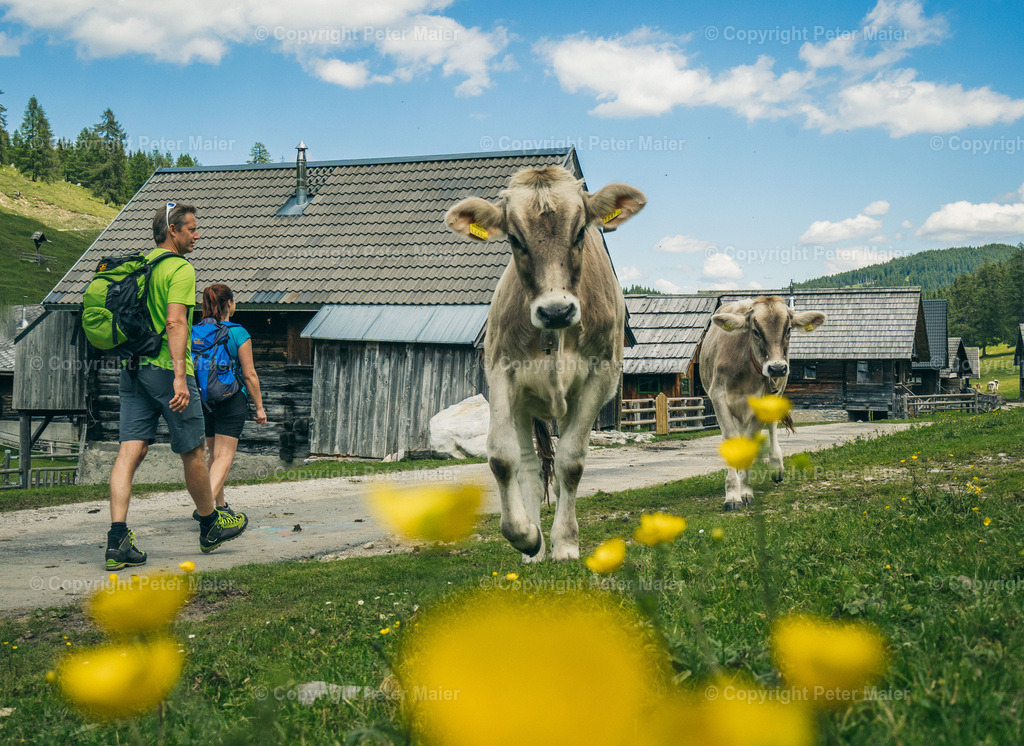 Wandern_Karnische_Milchstrasse_2020-216 | piet_flosse