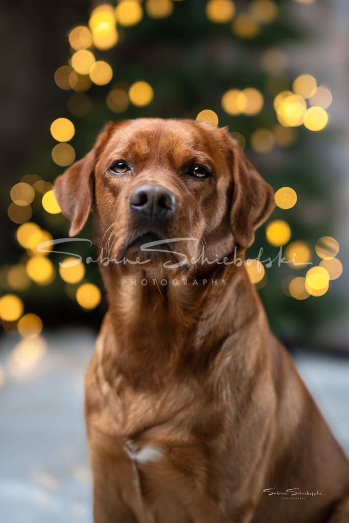 "Sam" Labrador | People- und Tierfotografie, Imageaufnahmen, Veranstaltungsfotografie und Wandbilder aus der Natur ★ Made in Germany ✔️ Druck + Downloads ✔️ Naturfotografie in Top Qualität ★ schneller Versand, weltweite Lieferung! - Realisiert mit Pictrs.com