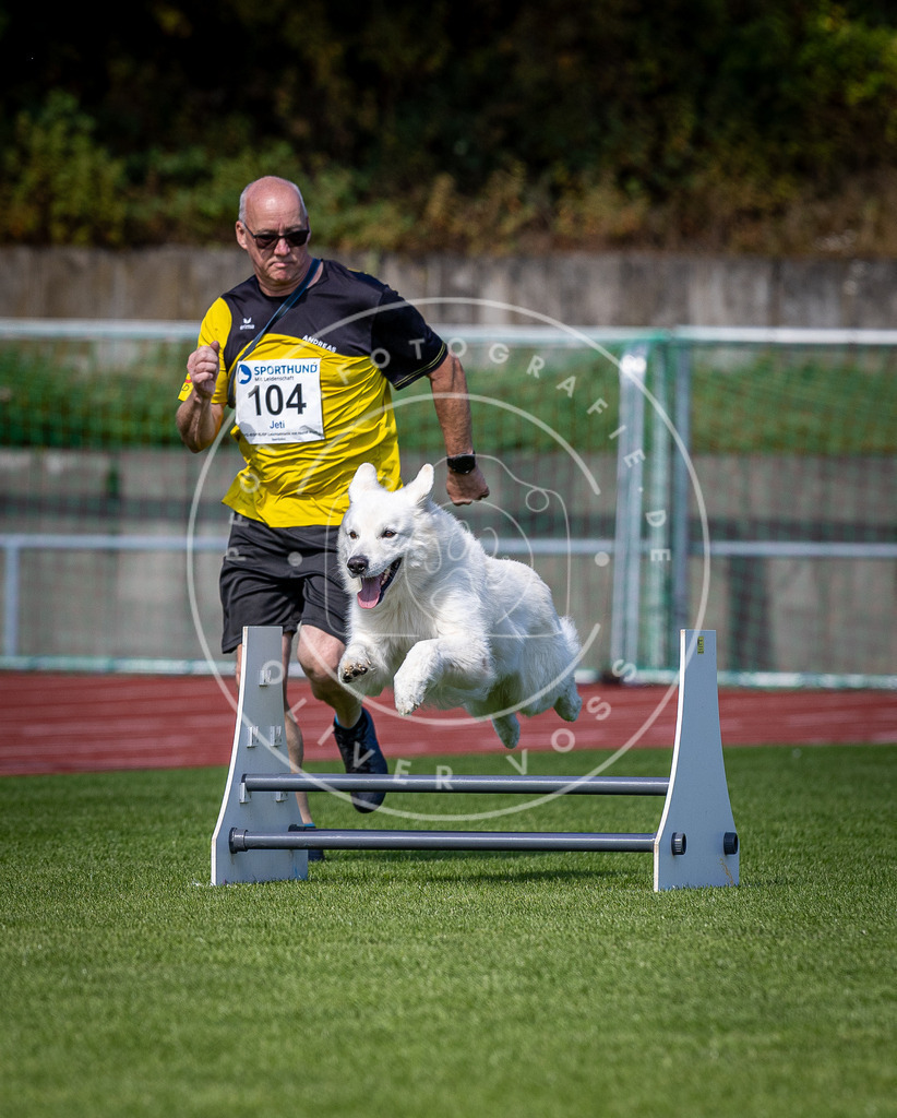 Pfotenfotografie_DV3A8096 | Hundefotografie, Tierfotograf, Pfotenfotografie, Fotoshooting Hund, Hunde Portrait, Hundesport, Hundeportraits, Heideshooting, Hunde, Sportfotograf, Hundefotograf, Turnierhundsport, THS,  - Realisiert mit Pictrs.com