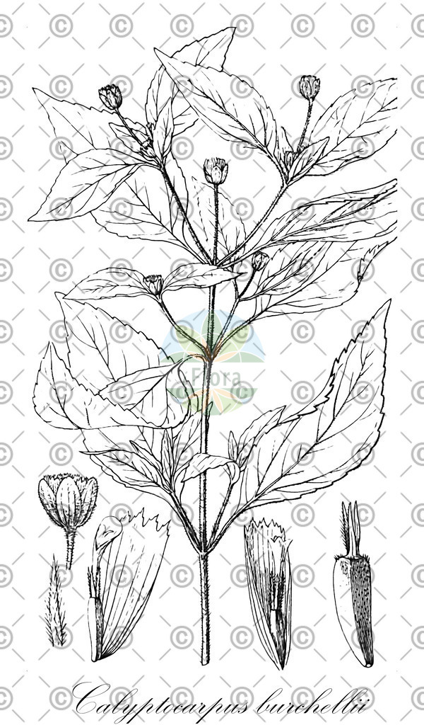 HistAbb_wfo-0001178212_1_ENZY_Simple | Historische Abbildung von Calyptocarpus burchellii - Asteraceae | Historical Illustration of Calyptocarpus burchellii - Asteraceae