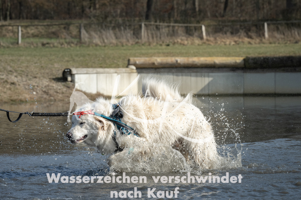 1335_ZZ97350 | kk-dogfotos