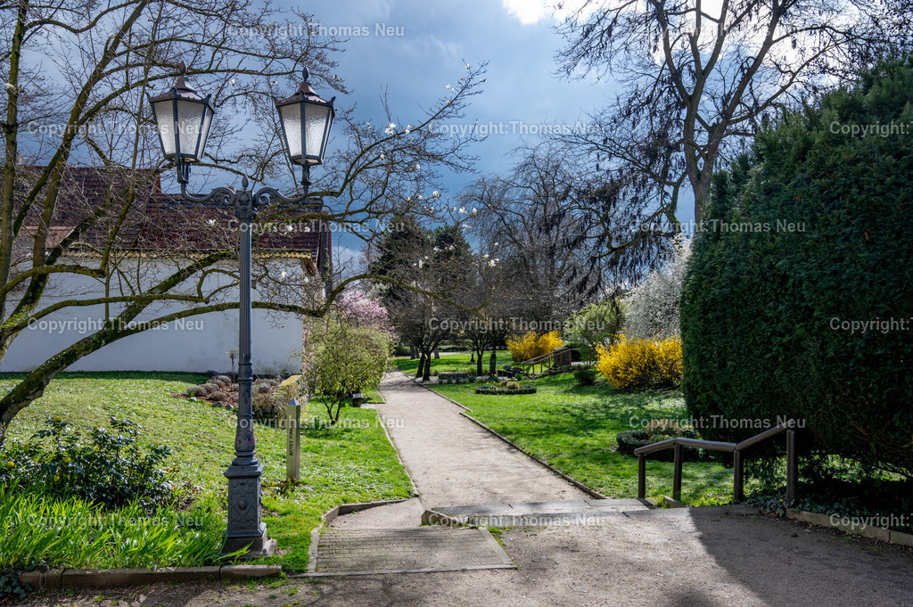 DSC_9859 | Die älteste Stadt an der Hessischen Bergstraße ist Zwingenberg. Die historische Altstadt mit schmucken Fachwerkhäusern lädt zum Verweilen ein. Hier der Stadtpark im Frühling mit Osterglocken, Mandelblüte und Forsythien ,, Bild: Thomas Neu