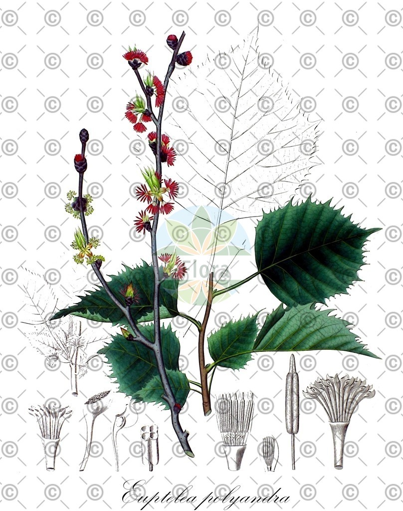 HistAbb_wfo-0001166958_1_ENZY_Simple | Historische Abbildung von Euptelea polyandra - Eupteleaceae | Historical Illustration of Euptelea polyandra - Eupteleaceae