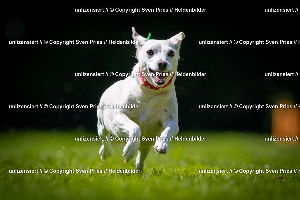 Sven Pries | 2025-08-10 - Hunderennen Durlach - Realisiert mit Pictrs.com