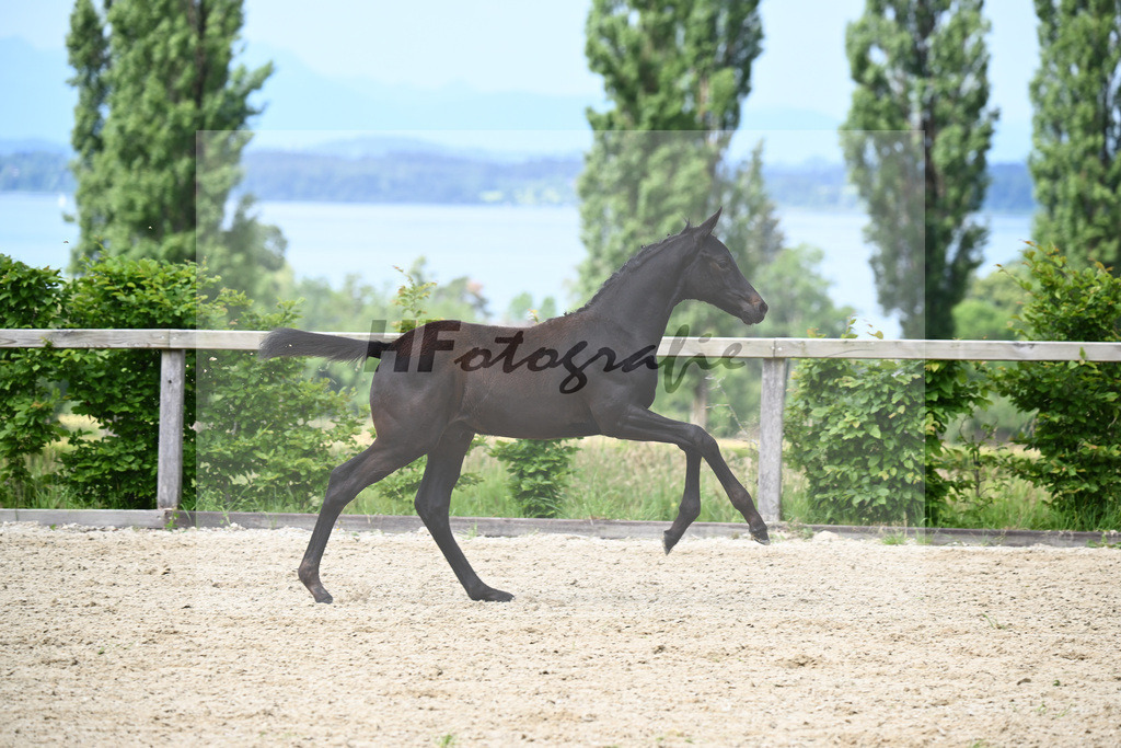 Agamamdon XX x Conthargos_HF_Lehmann_19240121 | hf-fotografie - Realisiert mit Pictrs.com