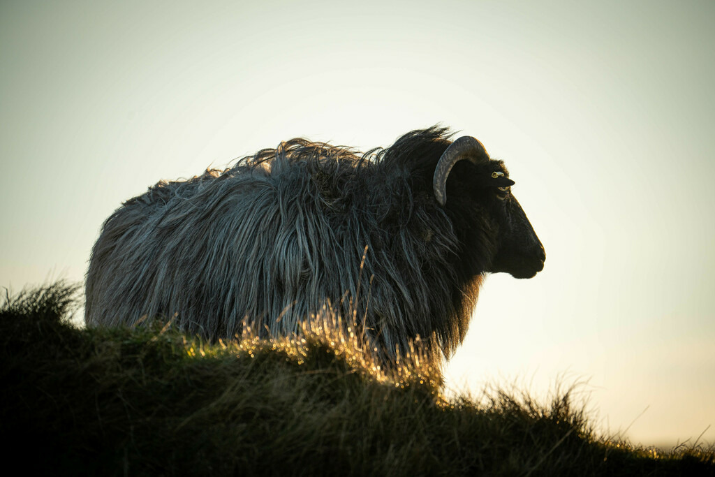Galloways auf Helgoland | <meta name="keywords" content="Bergbilder, Hochzeitsfotografie, Actionshootings, Fotografiearbeiten, Berglandschaften, Naturfotografie">

 - Realisiert mit Pictrs.com