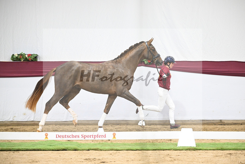 Kat-Nr. 113 Benicio x Floriscount_Galneder Zuchthof GbR_47253734 | hf-fotografie - Realisiert mit Pictrs.com
