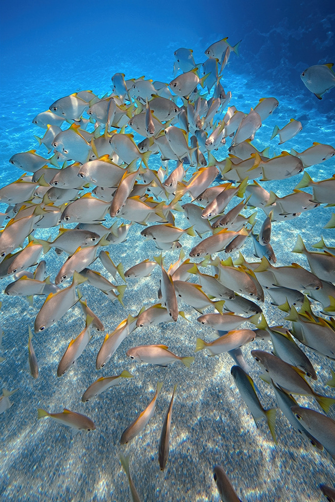 Glasfisch-Schwarm | Rotes Meer | Premium-Wandbild von justsomewhere.com: Ein dichter, dynamischer Schwarm silbrig glänzender Glasfische schwimmt im sonnendurchfluteten, tiefblauen Wasser des Roten Meeres in Ägypten über einem hellen Sandboden mit Lichtreflexen. - Realisiert mit Pictrs.com