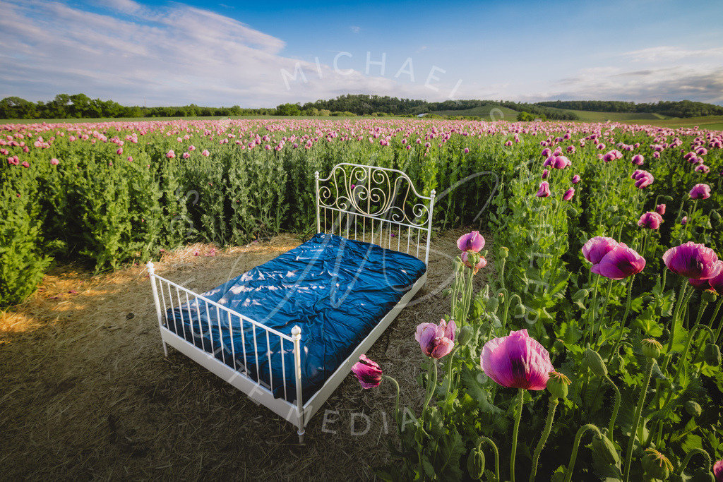 2025-05-20 2025-05-20 Erlenbacher Oelmuehle Mohnblumen 115 | Schwotte Media - Realisiert mit Pictrs.com