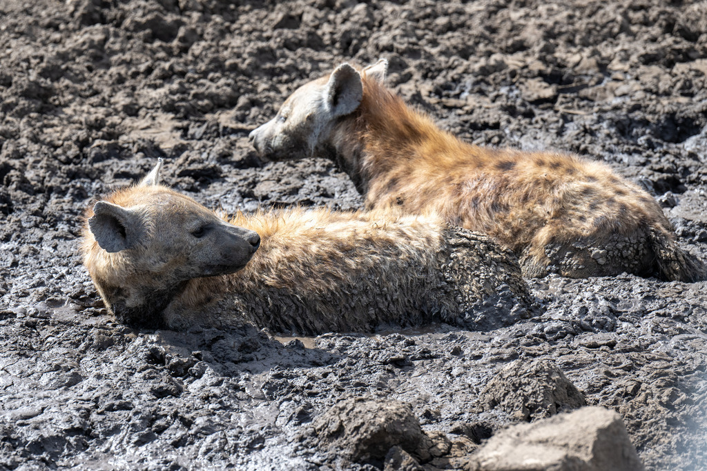 Serengeti Nationalpark - 28. September 2022 | Tüpfelhyänen im Schlammbad im Serengeti Nationalpark.
Bild: Sportfotografie Markus Aeschimann | www.markus-aeschimann.ch - Realisiert mit Pictrs.com