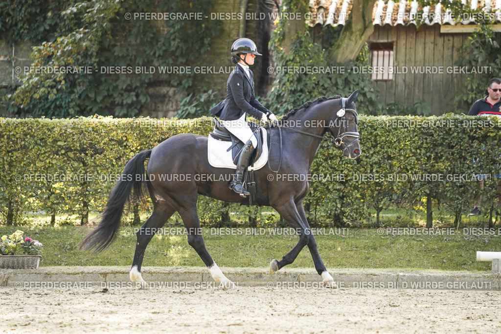 DSC08335 | Pferdegrafie