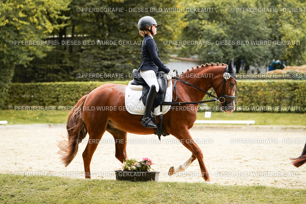 DSC09648 | Pferdegrafie