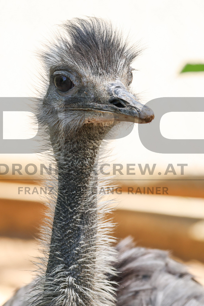 Rhea at Tierpark Herberstein // Nandu im Tierpark Herberstein | A rhea at Tierpark Herberstein in Styria, Austria. The scene shows the large flightless bird in its zoo enclosure and highlights its distinctive appearance, alert posture and natural behavior in the animal park environment. // Ein Nandu im Tierpark Herberstein in der Steiermark, Österreich. Die Szene zeigt den großen flugunfähigen Vogel in seinem Gehege und hebt sein markantes Erscheinungsbild, seine aufmerksame Haltung und sein natürliches Verhalten im Tierpark hervor. - Realisiert mit Pictrs.com
