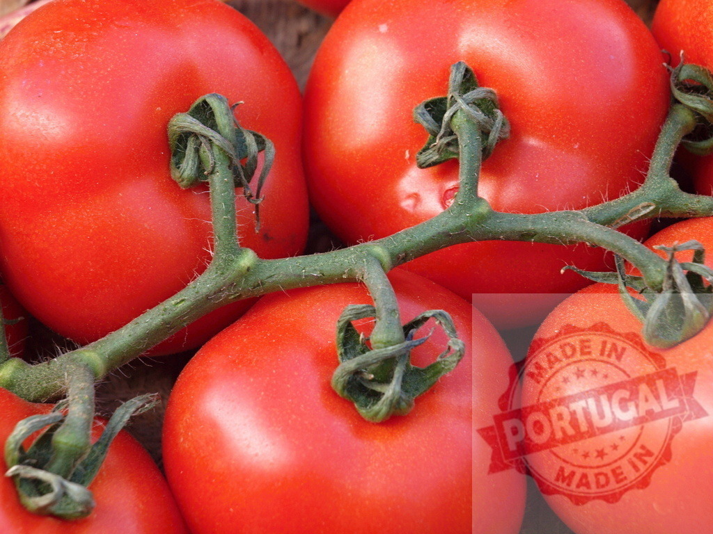 Fresh red tomatoes on vine close-up | Ripe red tomatoes remaining on their green vine after harvesting - Realized with Pictrs.com