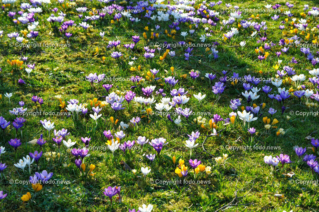Frühling_ Blumen_  Frühlingsboten_ 15.03.2023-5 | 15.03.2023, Linz, AUT, Fruehling, Blumen, Fruehlingsboten, im Bild Krokus auf einer Wiese