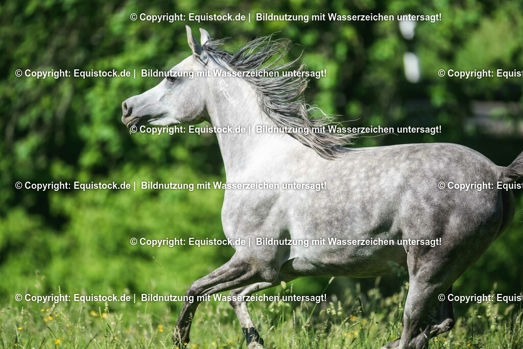 20210617_Araber_Marbach_Koppel_0064 | Foto: Thomas Hartig