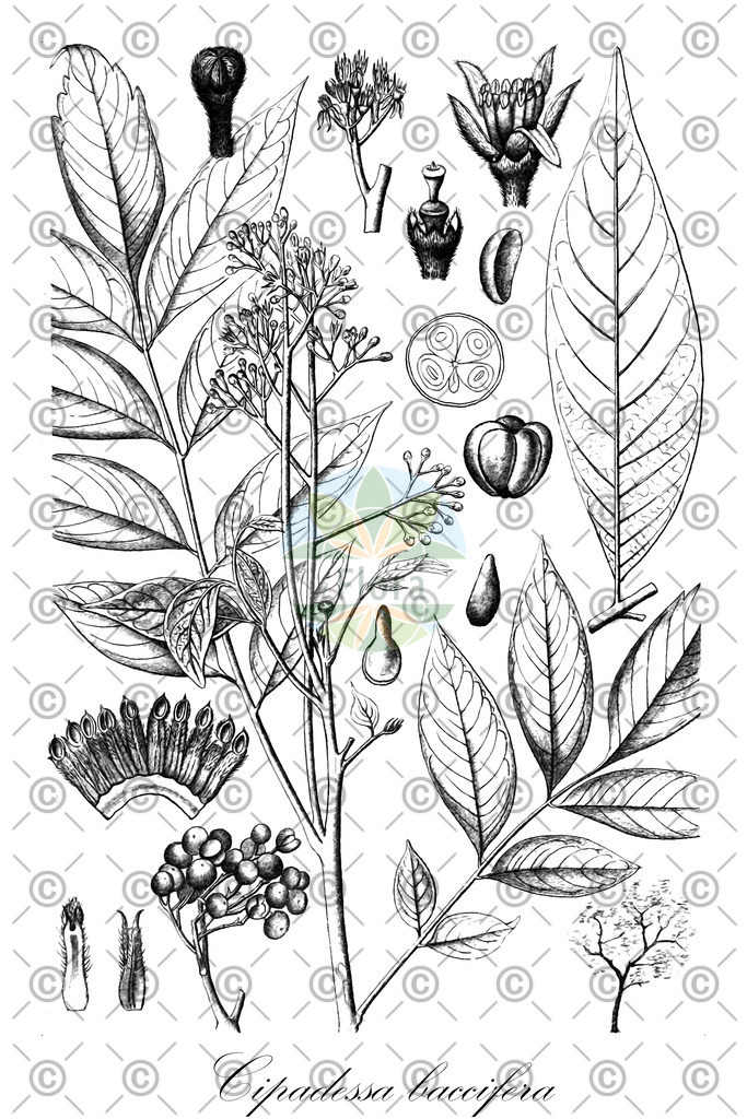 HistAbb_wfo-0000788462_1_ENZY_Simple | Historische Abbildung von Cipadessa baccifera - Meliaceae | Historical Illustration of Cipadessa baccifera - Meliaceae