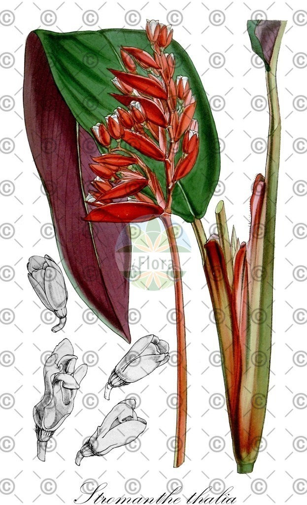 HistAbb_wfo-0001287054_1_ENZY_Simple | Historische Abbildung von Stromanthe thalia - Marantaceae | Historical Illustration of Stromanthe thalia - Marantaceae