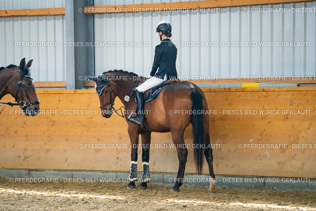 DSC01789 | Pferdegrafie