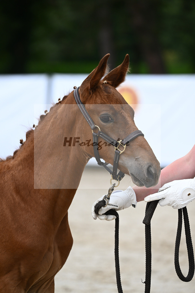 Kat-Nr. 31 SF Giuliani_Hack_25230636 | hf-fotografie - Realisiert mit Pictrs.com